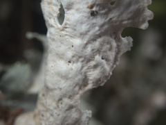Pseudocyphellaria chloroleuca