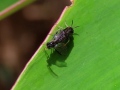 Polyclonus atratus