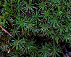 Polytrichum pallidisetum