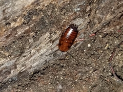 Parcoblatta pennsylvanica