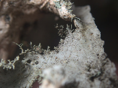 Pseudocyphellaria chloroleuca
