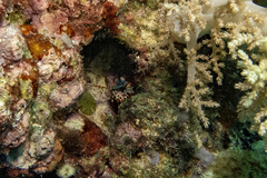 Odontodactylus scyllarus