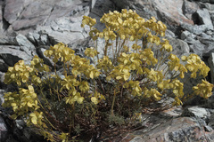 Odontarrhena samarifera