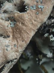 Pseudocyphellaria chloroleuca