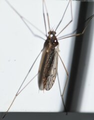 Erioptera