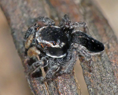Maratus proszynskii
