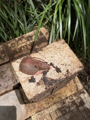 Triboniophorus graeffei