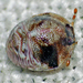 Lestoniidae - Photo (c) Simon Grove, algunos derechos reservados (CC BY-NC), uploaded by Simon Grove (TMAG)