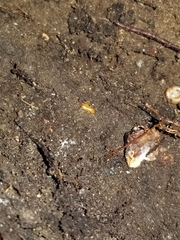 Parcoblatta virginica