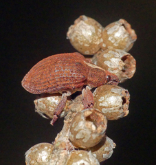 Gonipterus lepidotus