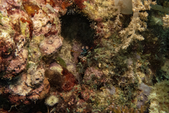 Odontodactylus scyllarus