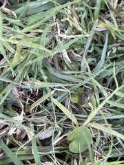 Tabanomorpha
