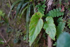 Begonia longifolia
