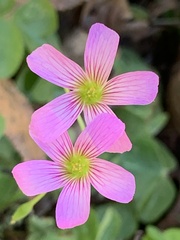 Oxalis