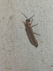 Photinus signaticollis