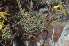 Odontarrhena samarifera