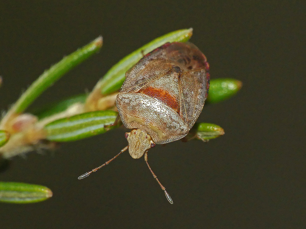 Eupolemus tasmanicus