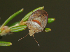 Eupolemus tasmanicus