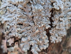 Physcia americana