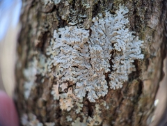 Physcia americana