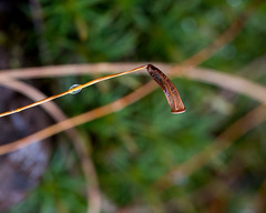 Polytrichum pallidisetum