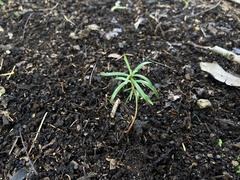 Podocarpus totara