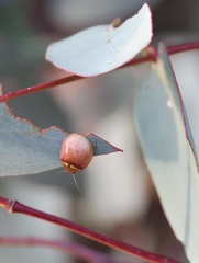 Paropsisterna m-fuscum