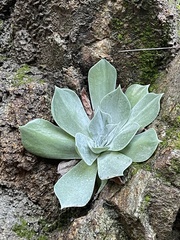 Dudleya pulverulenta