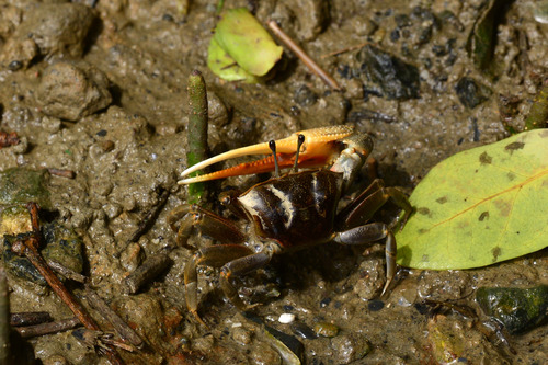 Tubuca dussumieri image