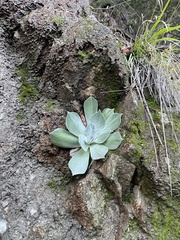 Dudleya pulverulenta