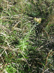 Pseudognaphalium sandwicensium