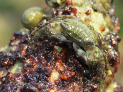 Pachygrapsus transversus