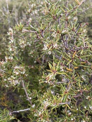 Grevillea australis