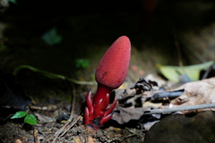 Balanophora laxiflora