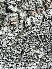 Buellia