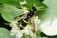 Parancistrocerus fulvipes