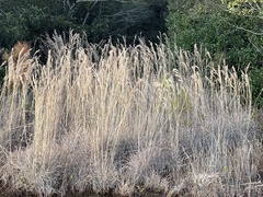 Andropogon cretaceus