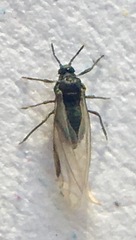 Tetraneura