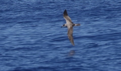 Pterodroma externa