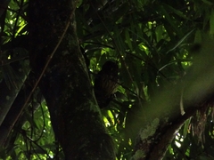 Strix virgata