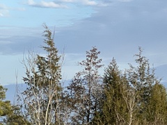 Chamaecyparis thyoides