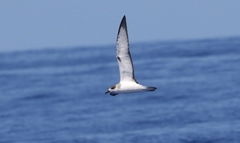 Pterodroma externa
