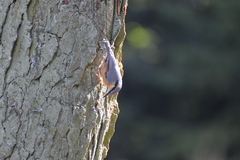 Sitta europaea