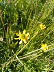 Ranunculus peduncularis