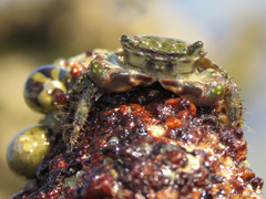 Pachygrapsus transversus