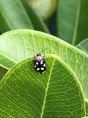 Omophoita
