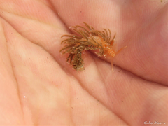 Spurilla braziliana