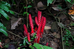 Balanophora laxiflora