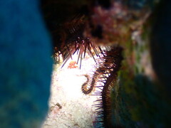 Ophiocoma echinata