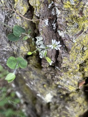 Stellaria cuspidata